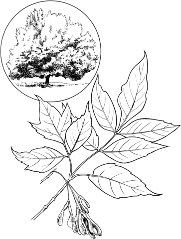 Box Elder Or Boxelder Maple Or Maple Ash Coloring Page